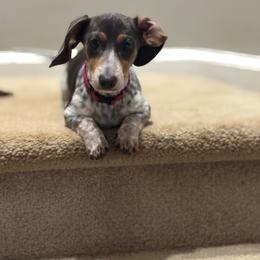 Tilly - Dachshund
