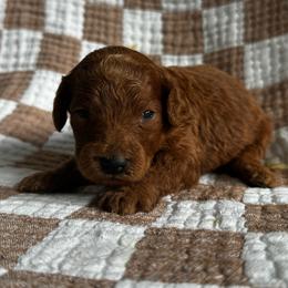 Dallas - Red  male Goldendoodle puppy in Alamance County, North Carolina from Doodle Squad Puppies
