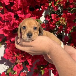 Rudy- AKC Boy - Piebald male Dachshund puppy in Englewood, Florida from Dach of Doxies