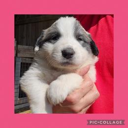 Hot pink collar - White and badger female Great Pyrenees puppy in Mikado, Michigan from Brittain Family Farm