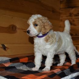 G2 Purple Female - Parti female Poodle puppy in Nelson, Missouri from MD Triple Creek Ranch