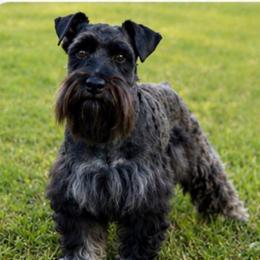 Harken - Miniature Schnauzer