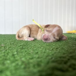 Maltipoo puppies from North Texas Puppies