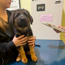 Bones - Black and red female German Shepherd puppy in Troy, New York from Vom Kalte Stadt