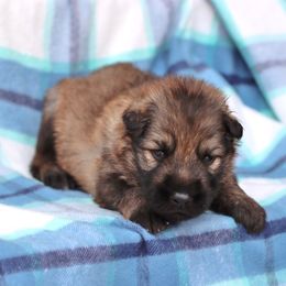Blue Collar boy - Sable male German Shepherd puppy in Elkmont, Alabama from Oakmont Shepherds