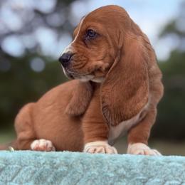 Olivia - Mahogany and white female Basset Hound puppy in Springfield, Missouri from Baylee’s Bassets