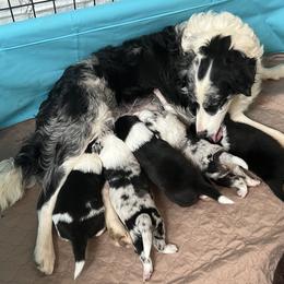 Border Collie Puppies from Roaring River Border Collies