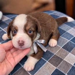 Beacon - Liver and white male Cardigan Welsh Corgi puppy in Denham Springs, Louisiana from Haggard Family Corgis