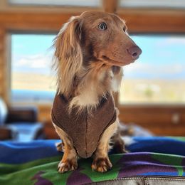 Torben - Dachshund