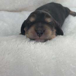 Aries - Black and cream male Dachshund puppy in Murrieta, California from Dash of Love