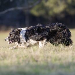 Jim - Border Collie
