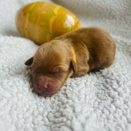 Gold Collar - Apricot female Goldendoodle puppy in Denison, Iowa from Violet View Iowa Goldendoodles