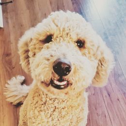 Katie - Goldendoodle
