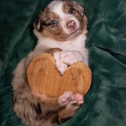 Australian Shepherd Puppies from Carolina Aussies