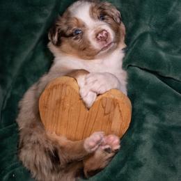Australian Shepherd Puppies from Carolina Aussies