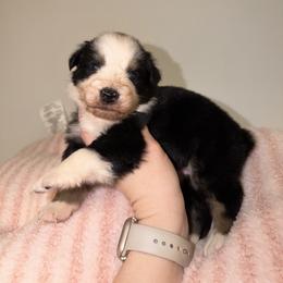 Joy - Black tri-color female Australian Shepherd puppy in Anniston, Alabama from All Hale Aussies