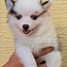 Bessie-2000 - Black and white female Pomsky puppy in Spring Hill, Florida from www.PuppyTimeEmporium.com