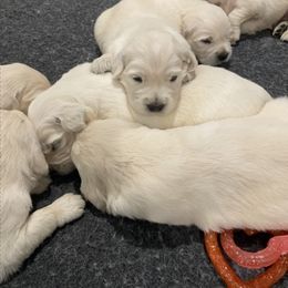 Golden Retriever Puppies from Prim Family Goldens
