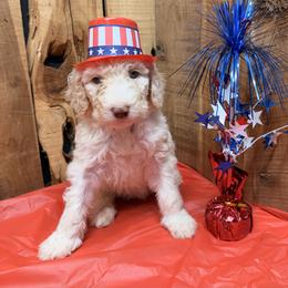 Bella - Cream female Aussiedoodle puppy in Lavonia, Georgia from H & A Kennels