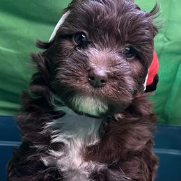 Poodle and Schnoodle Puppies from Royal Crown Keeper LTD