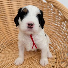 Prongs - Tri-color male Bernedoodle puppy in Apache Junction, Arizona from Coffey House Doodles