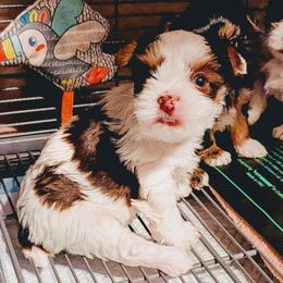 Elfie - Parti male Yorkshire Terrier puppy in Gatesville, Texas from KontryKritterz Yorkies