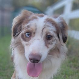 Bane - Miniature Australian Shepherd