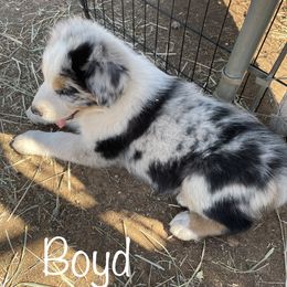 Australian Shepherd Puppies from Rolling Bend Aussies