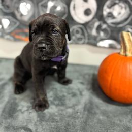 Axel - Black brindle male Cane Corso puppy in Pollock Pines, California from Capitol City Cane Corso