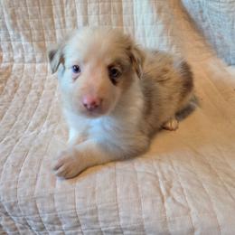 Ace - Red merle male Border Collie puppy in Watsontown, Pennsylvania from Kate Gresham