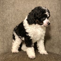 Poodle Puppies from Neely Family Poodles
