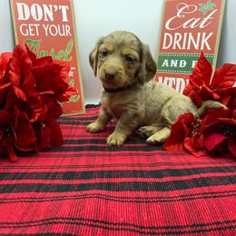 Arlo - Gray and tan Dachshund puppy in Fort Worth, Texas from Louis' Litters
