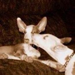 Ibizan Hound Puppies from Someday Ibizans