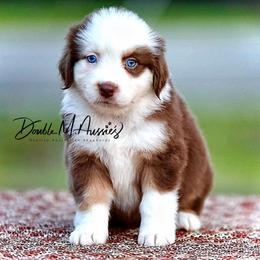 Holly - Red tri-color female Australian Shepherd puppy in Olivehurst, California from Double M Aussies