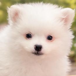 Pomeranians from Pomeranians