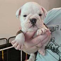 Purple - Red brindle and white female Bulldog puppy in Walhalla, South Carolina from Lowery's English Bulldogs