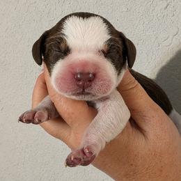 Jaq - Liver white and roan male English Springer Spaniel puppy in Fort White, Florida from Thunderbird Springers