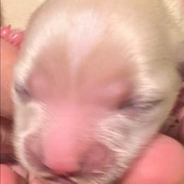 Lenny - Liver male Lhasa Apso puppy in Fort Worth, Texas from Cynthia's Lhasa Apsos