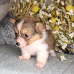 Girl 1 - Red female Pembroke Welsh Corgi puppy in Missouri from Cooler Farms Corgis