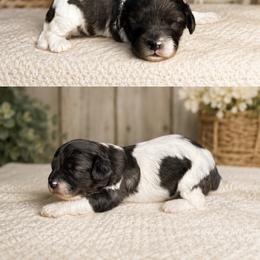 Bo Peep - Tri-color female Cavapoo puppy in Thorndale, Texas from Hattie’s Texas Cavapoos