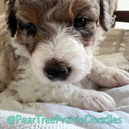 Aussiedoodle, Bernedoodle, and Poodle Puppies from Pear Tree Prairie Doodles