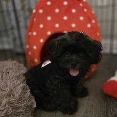 Ash - Black gold and white male Mal-Shi puppy in Apollo Beach, Florida from Gemstone Exclusive Pups of Florida