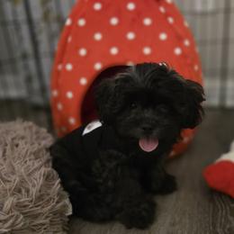 Ash - Black gold and white male Mal-Shi puppy in Apollo Beach, Florida from Gemstone Exclusive Pups of Florida