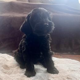 Alan - male Aussiedoodle puppy in Utica, Ohio from Poodle Me Crazy