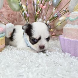 Donut - Chocolate and white male Chihuahua puppy in Piqua, Kansas from Cute As A Cupcake Chihuahuas