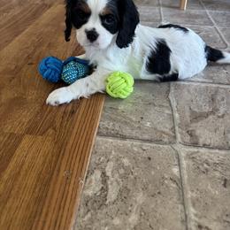 Cavalier King Charles Spaniel Puppies from Queen City Cavaliers