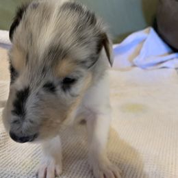 "Merle Boy #3 DOB 12/05/22" Collie Puppies from ColliesOklahoma