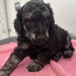 Surprise - Phantom male Poodle puppy in Athol, Massachusetts from DoeValley Standard Poodles