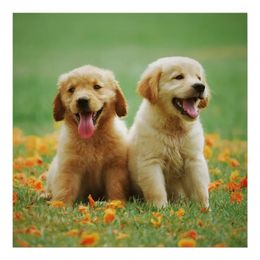 Golden Retriever and Labrador Retriever Puppies from Glenn Farm Retrievers