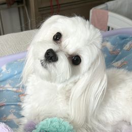 Lexie - Maltese
